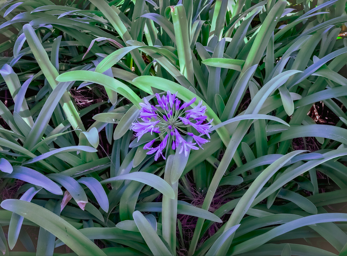 flower flower